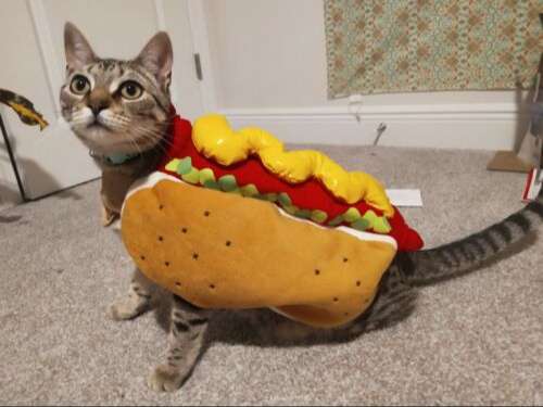 Pet cat as a hot dog