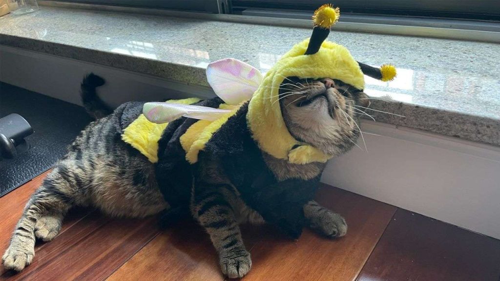Cat as a cute bumblebee