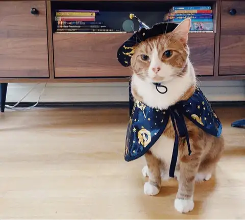 Adorable cat in a witch costume