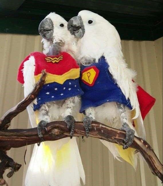 Two parrots as Superman and Wonder Woman