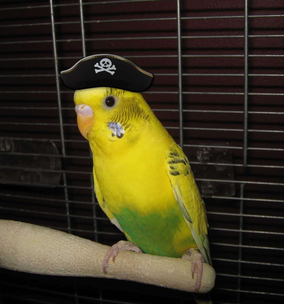 Cute parrot wearing pirate hat
