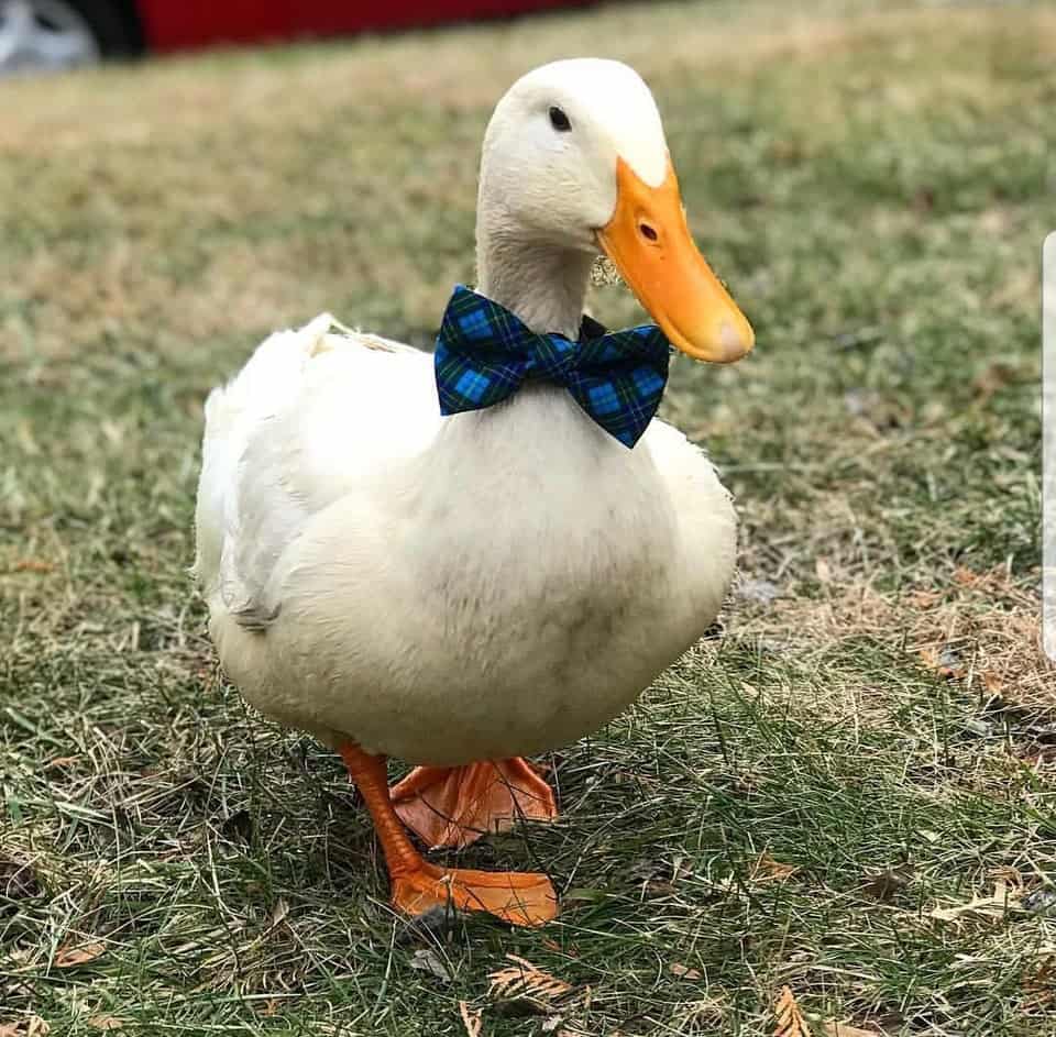 Hella cute duck wearing bow tie