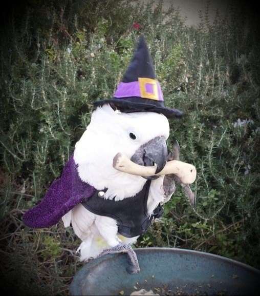 Parrot in cute witch costume