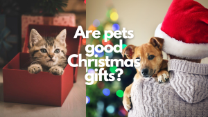 Are Pets Good Christmas Gift Ideas? Ask These Questions First