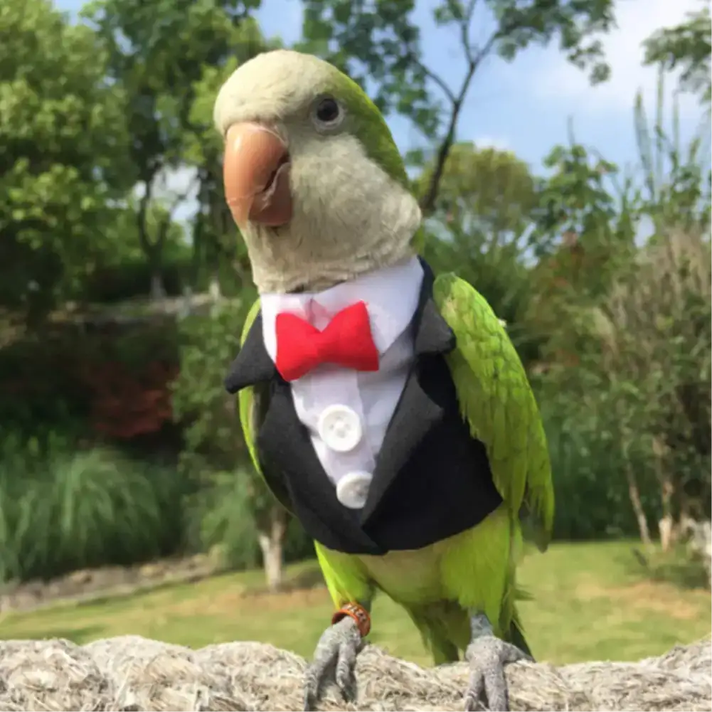 Cute parrot in a suit