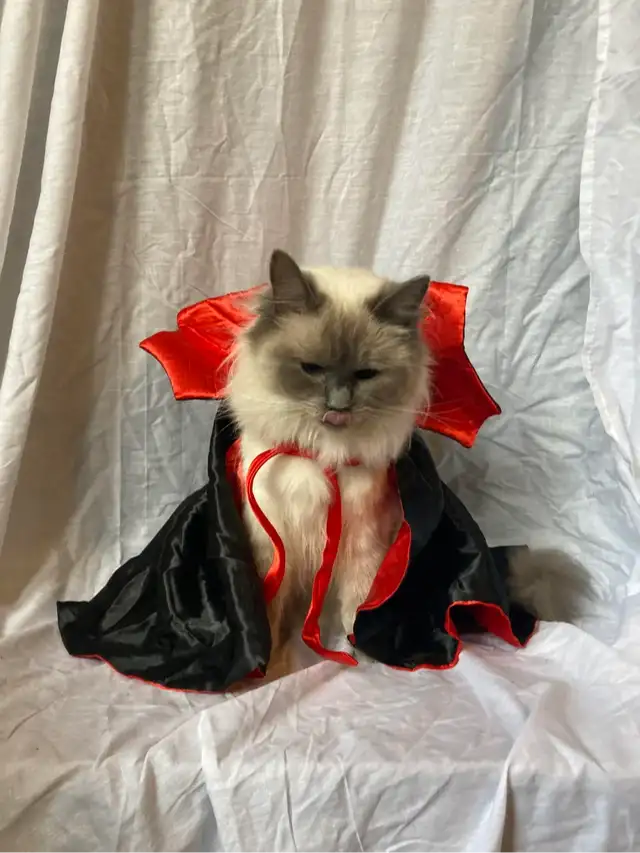 Vampire cat costume