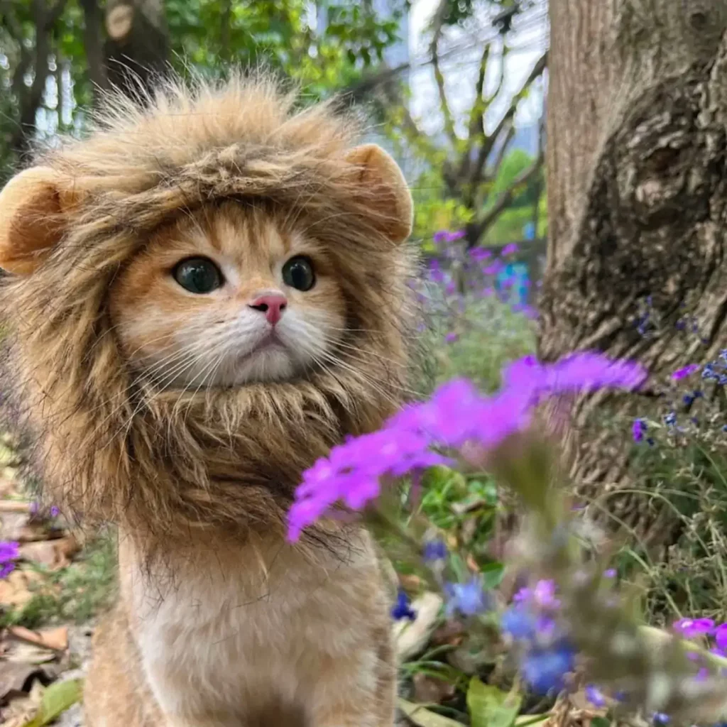 Insanely cute lion cat
