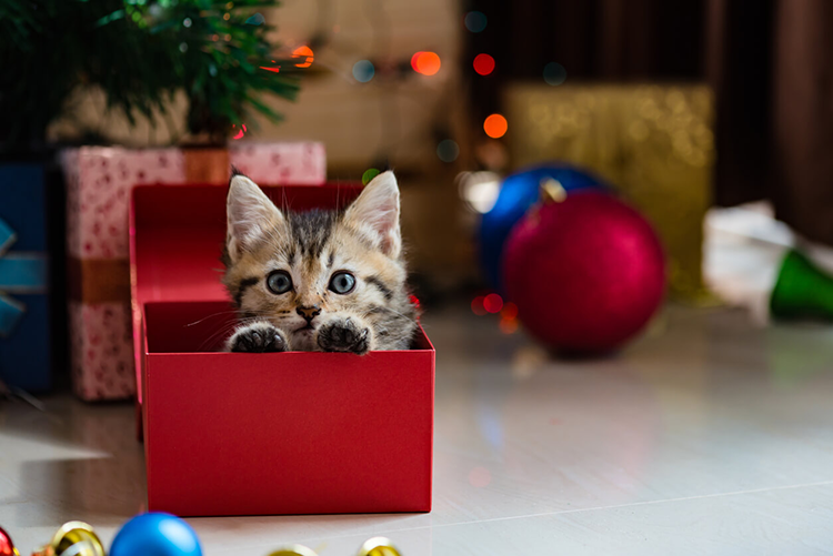 Giving animals as gifts are cute but can cause big troubles