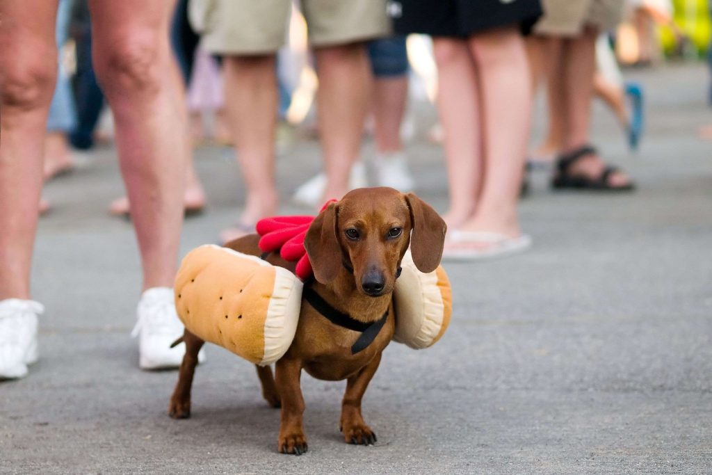 Dachshund in a hot dog costume
