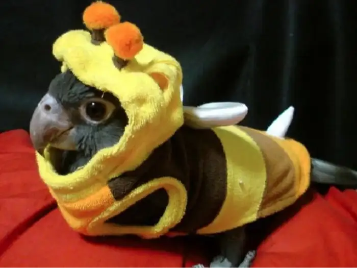 Insanely cute bumblebee parrot