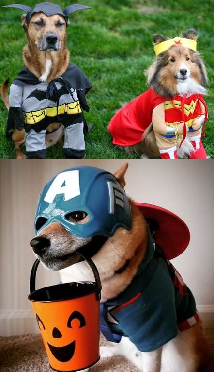 Dogs wearing superhero costumes