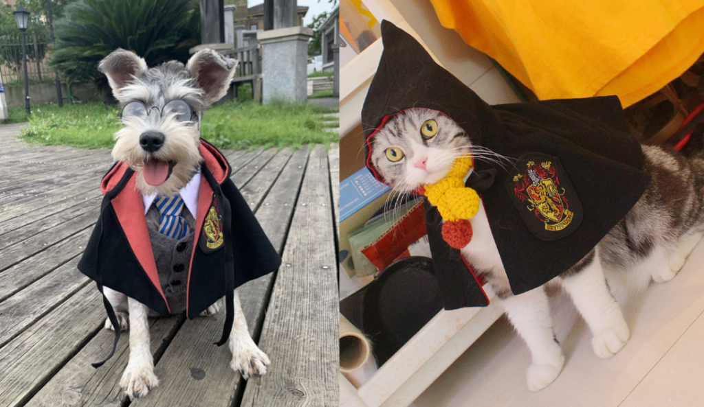 Pets wearing Harry Potter costumes