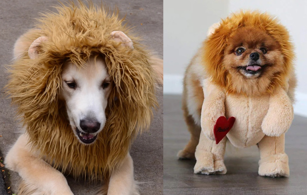 Cute lion dogs