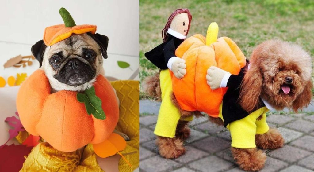 Dogs in cute pumpkin costumes