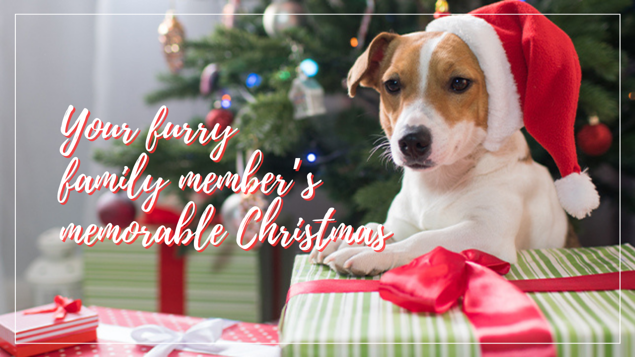 Festive Furry Delights: 6 Christmas Gift Ideas for Your Cats and Dogs