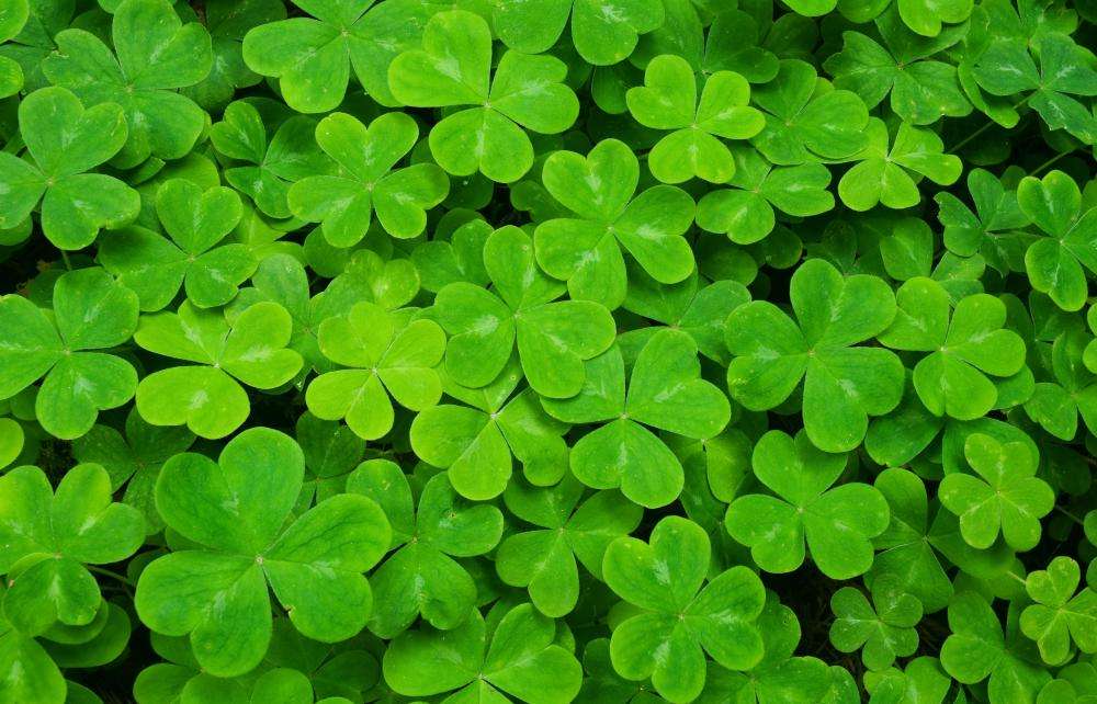 The shamrocks carry a meaning of death and rebirth