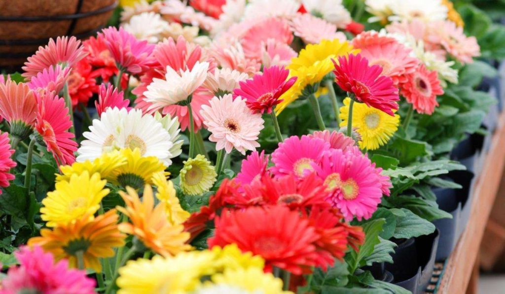 The vibrant colors and fun look of gerberas will brighten your mom's day