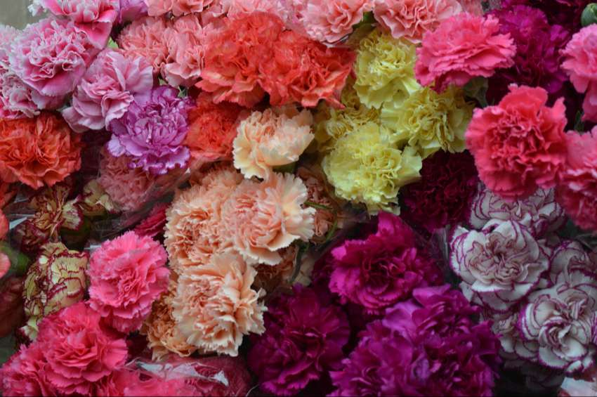 Carnations have many colors and are the official Mother's Day flowers