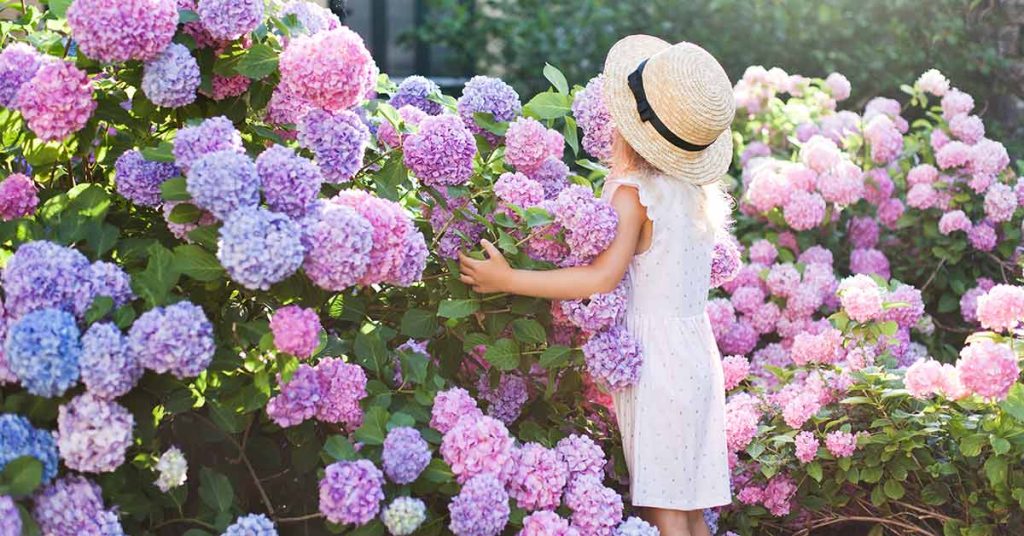 Hydrangeas have a beautiful range of colors that most mothers would immediately fall in love with